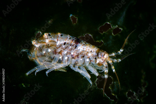 Scud, amphipod underwater in the St. Lawrence River