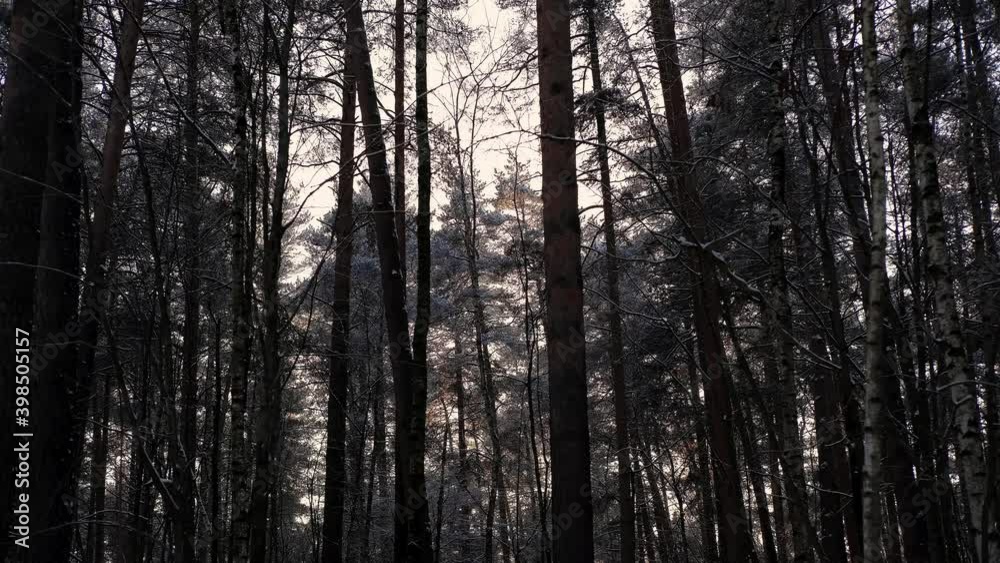 rays of light, trees rays of light, trees