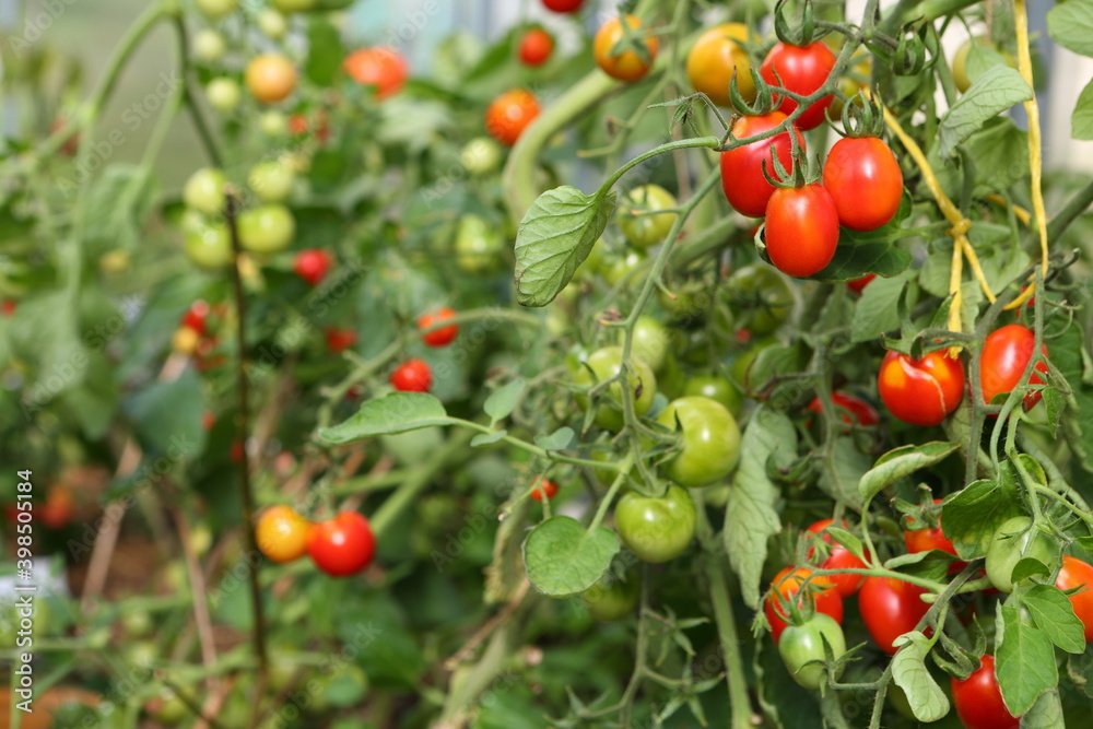 Cherry tomatoes on a branch in a greenhouse close-up