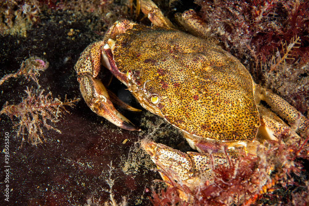 Atlantic rock crab underwater in the St. Lawrence River Atlantic rock crab underwater in the St. Lawrence River