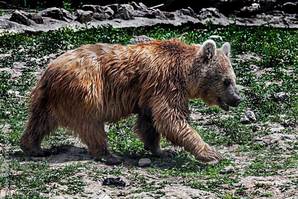 Fototapeta premium Young syrian brown bear in its enclosure. Latin name - Ursus arctos syriacus