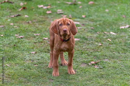 Wirehaired Vizsla in the garden on the grass