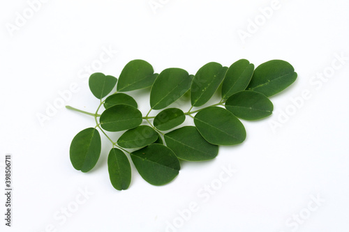 Moringa green leaves on white background. Moringa Oleifera, tropical herbs.