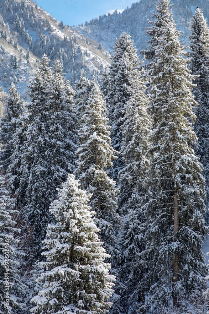beautiful winter mountain landscape with snow-covered fir trees. Almaty kazakhstan beautiful winter mountain landscape with snow-covered fir trees. Almaty kazakhstan