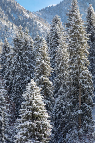 beautiful winter mountain landscape with snow-covered fir trees. Almaty kazakhstan