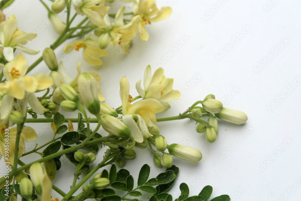 Moringa flower on white background. Moringa oleifera can use for herb. Stock Photo Adobe Stock