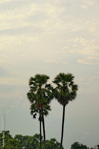 Sugar palm sky sunset tropical tree