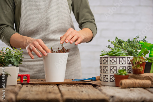 Macro shot view of woman puts indoor flower into white pot on rustic wooden table on white background. Concept of plants care and home garden. Gardening magazine illustration. Frozen motion.