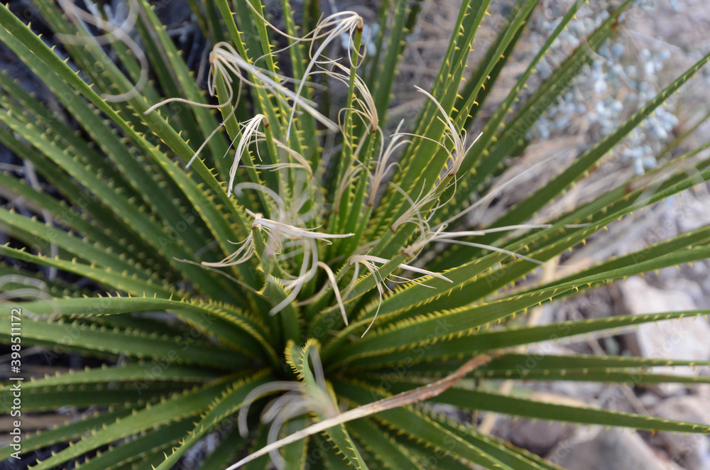 Fototapeta premium aloe vera plant