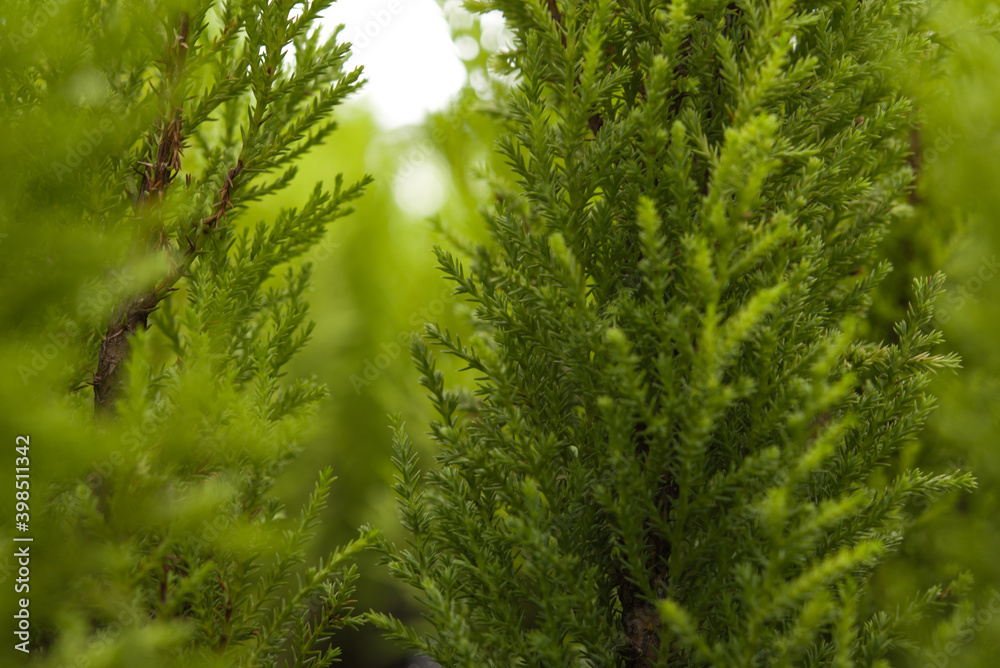 Fototapeta premium Green plant with texture 