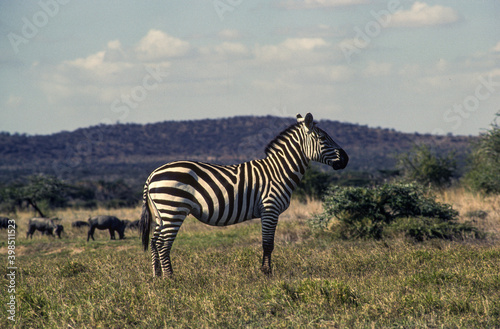 Z  bre de Grant  Equus burchelli grant  Parc national de Masai Mara  Kenya