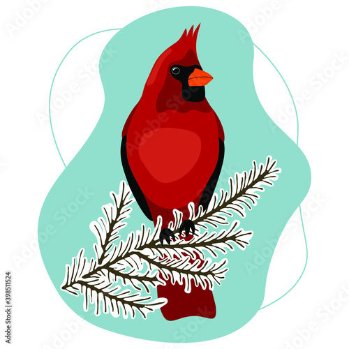bird cardinal on a snowy branch, blue background
