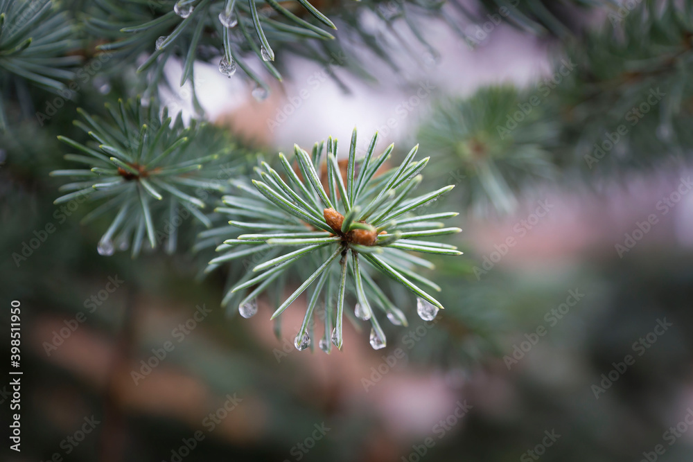 A coniferous branch with young shoots of green needles and small cones. Shooting a close-up of fresh green spruce branches. A coniferous branch with young shoots of green needles and small cones. Shooting a close-up of fresh green spruce branches.
