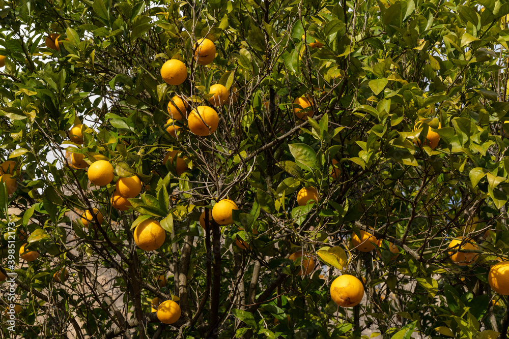 close up view of a fruit tree loaded with juicy oranges in an orange grove close up view of a fruit tree loaded with juicy oranges in an orange grove