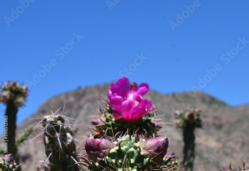 flowers in the mountains