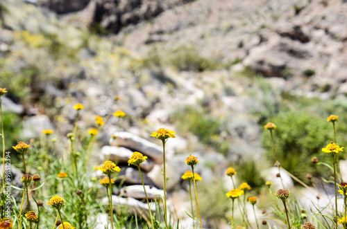 field of daisies