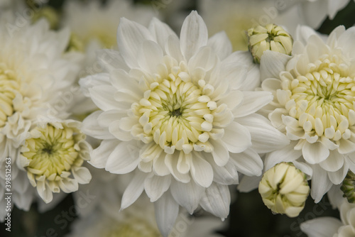 White flower in macro close up © Fra&Co.Mx