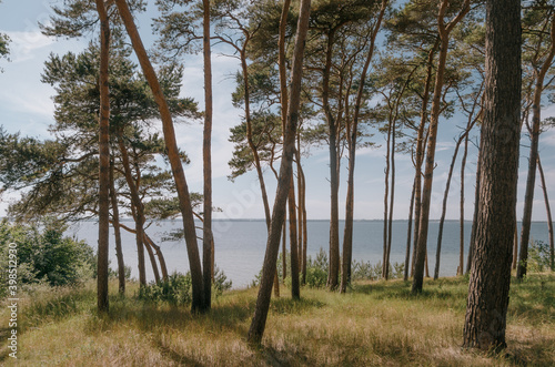 Kiefernwäldchen an der Wismarbucht