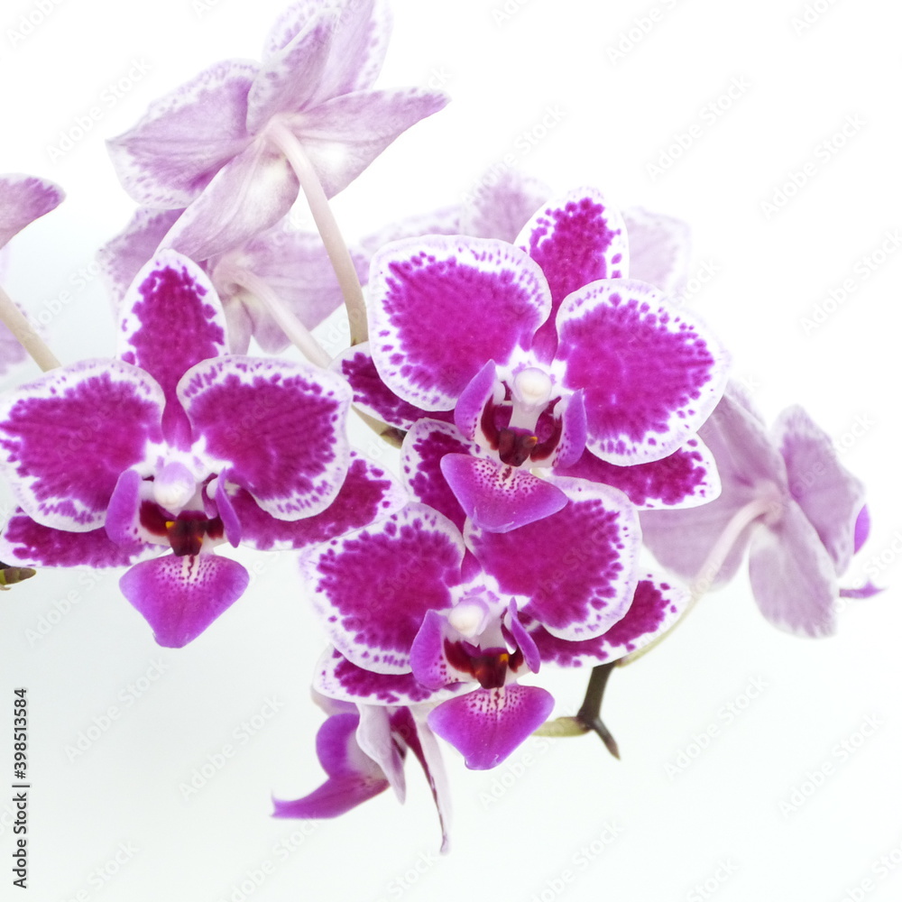 Orchideenrispe