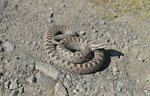 A specimen of Vipera seoanei a venomous viper species endemic to extreme southwestern France and the northern regions of Spain and Portugal. This species is classified as Least Concern (LC).
