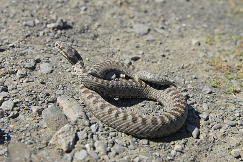 A specimen of Vipera seoanei a venomous viper species endemic to extreme southwestern France and the northern regions of Spain and Portugal. This species is classified as Least Concern (LC).