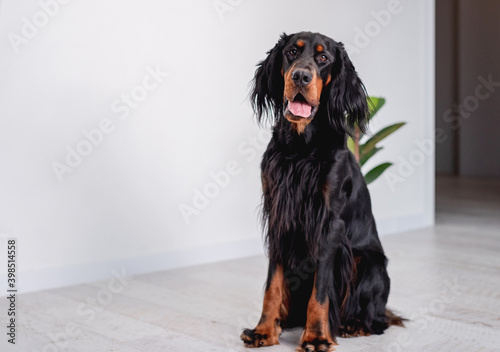 Gordon setter dog sitting at home