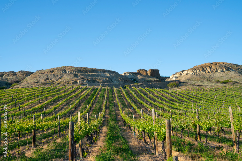 Long rows of pole, wires and grapevines with lime green spring growth leading to hills behind