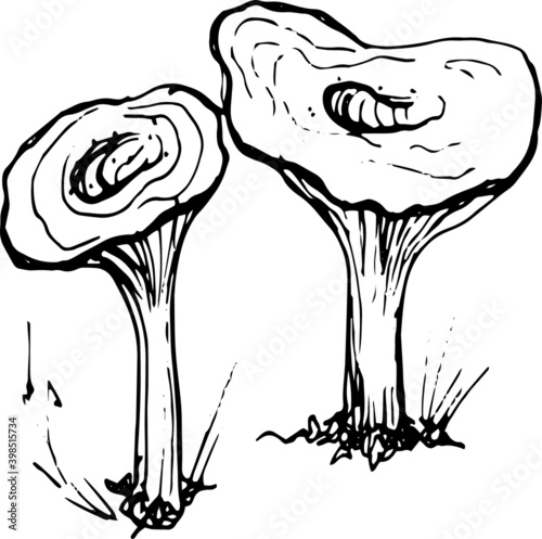 Mushrooms mushroom menu .Graphic illustration hand drawn. Seamless pattern. Engraving, doodle, sketch, retro, vintage. Separate elements on the background. Edible mushrooms, boletus, chanterelles, rus