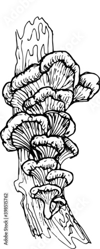 Mushrooms mushroom menu .Graphic illustration hand drawn. Seamless pattern. Engraving, doodle, sketch, retro, vintage. Separate elements on the background. Edible mushrooms, boletus, chanterelles, rus