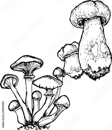 Mushrooms mushroom menu .Graphic illustration hand drawn. Seamless pattern. Engraving, doodle, sketch, retro, vintage. Separate elements on the background. Edible mushrooms, boletus, chanterelles, rus