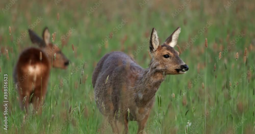 Roe deer and young grazing, Compton Abbas, Dorset, UK Roe deer and young grazing, Compton Abbas, Dorset, UK