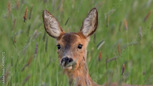 Young roe deer in grass, Compton Abbas, Dorset, UK photo