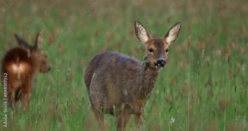 Roe deer and young grazing, Compton Abbas, Dorset, UK Roe deer and young grazing, Compton Abbas, Dorset, UK