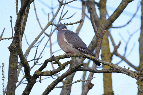 Dove on a branch
