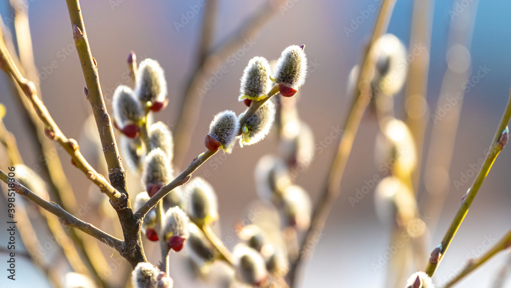 Willow branches with fluffy catkins on a blurred background in sunny weather Willow branches with fluffy catkins on a blurred background in sunny weather