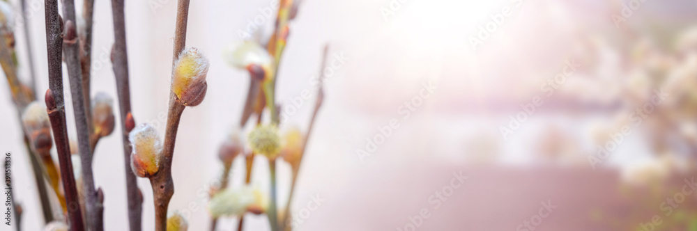 Spring delicate background with flowering willow branches by the river, panorama