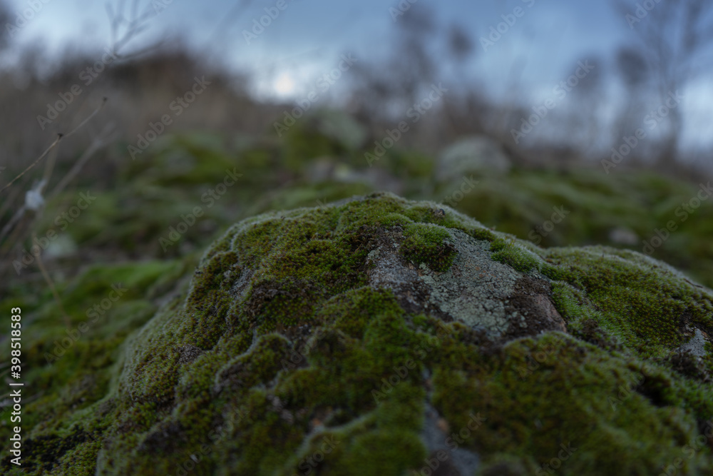 diversity of vegetation in the cold winter diversity of vegetation in the cold winter