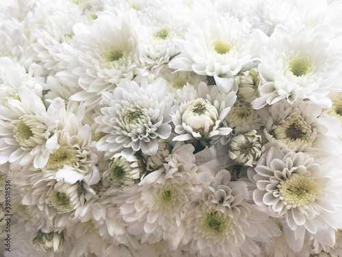 chrysanthemum white in the flower farm