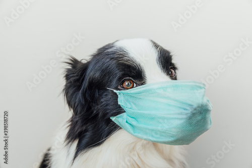 Sick or contagious dog border collie wearing protective surgical medical mask isolated on white background. Funny puppy with mask on face. Coronavirus COVID-19 virus health care concept. © Юлия Завалишина