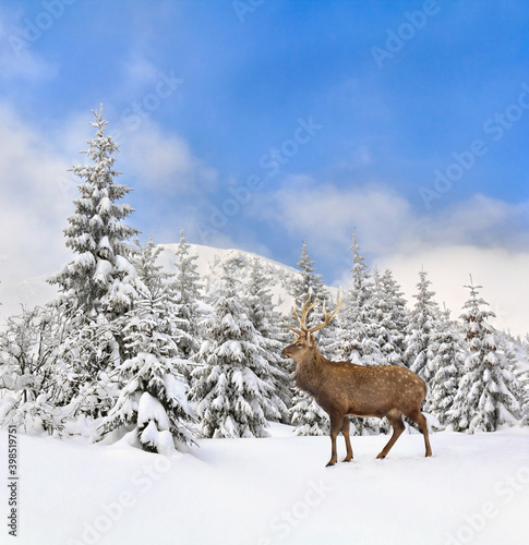 Winter landscape with sika deer ( Cervus nippon, spotted deer ) walking in the snow in fir forest and glade