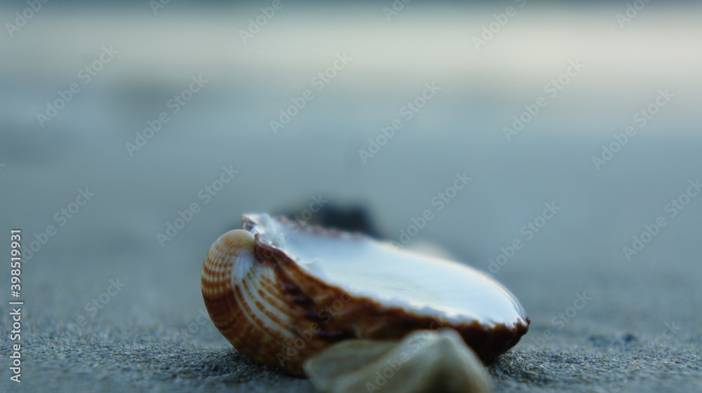 Athens, Greece November 28th, a Seashell in the sand during sunset Athens, Greece November 28th, a Seashell in the sand during sunset