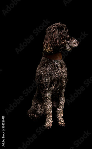 Silhouette of poodle