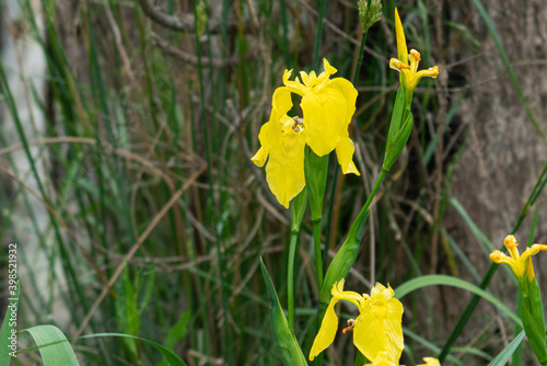 Kaiapoi River walk trees and spring flowers.