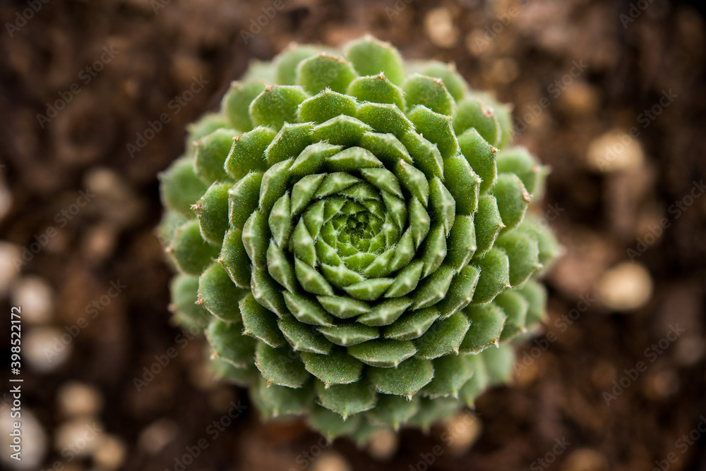 Cactus closeup in macro photo Cactus closeup in macro photo