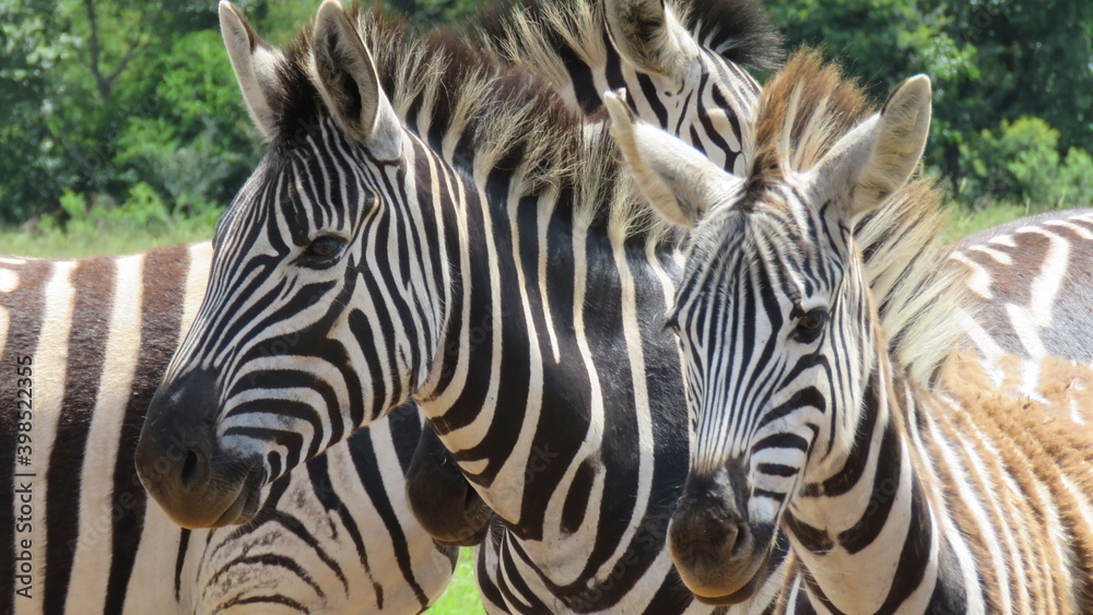 Zebra mother and foal, Reitvlei Nature Reserve, Gauteng South Africa