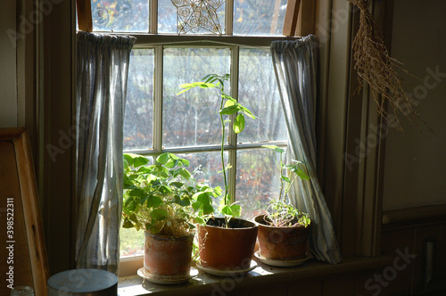 Fototapeta Rustic country windowsill with potted plants