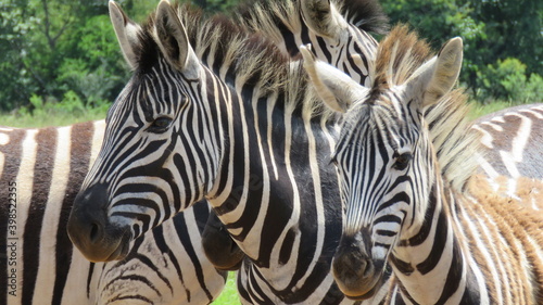 Zebra mother and foal  Reitvlei Nature Reserve  Gauteng South Africa