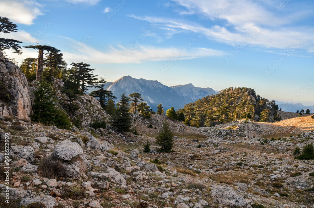 Fototapeta premium Beautiful view of the valley with Lebanese cedars and Taurus mountains near Tahtali mountain at sunset. Hiking on Lycian Way in Turkey.