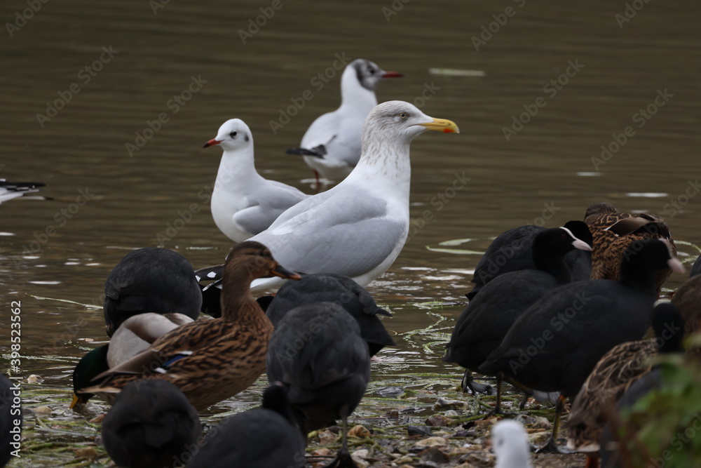 A group of different birds on the shore A group of different birds on the shore