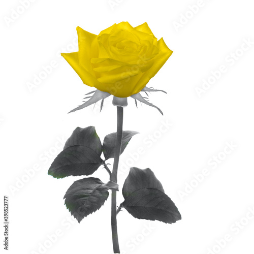 Yellow rose on a stem with gray leaves isolated on white background.
